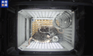 4只小鼠“入住”空间站!状态良好